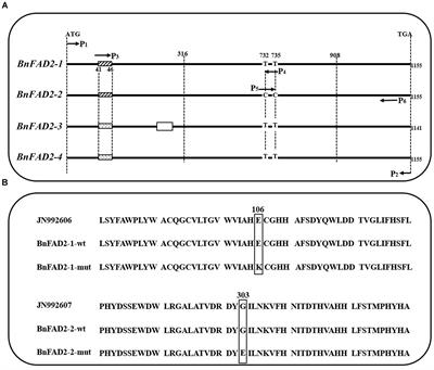 Identification and Functional Analysis of Two New Mutant BnFAD2 Alleles That Confer Elevated Oleic Acid Content in Rapeseed